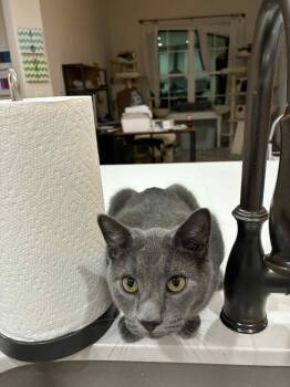 Russian Blue and Domestic Short Hair Cats Available for Adoption - Ashe | PetCurious