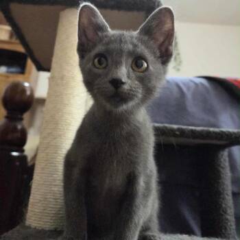 Rescue Domestic Short Hair Cats for Adoption in Stoughton, Wisconsin - Triassic (Tripod) | PetCurious