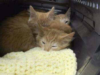 FRESA -  Domestic Short Hair Cat for Adoption in Omaha, Nebraska - FRESA | PetCurious