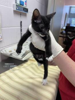 BOB BURNQUIST -  Domestic Short Hair Cat for Adoption in Jacksonville, Florida - BOB BURNQUIST | PetCurious