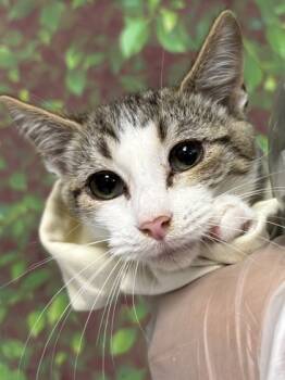 Rescue Domestic Short Hair Cats for Adoption in San Antonio, Texas - Portabella | PetCurious