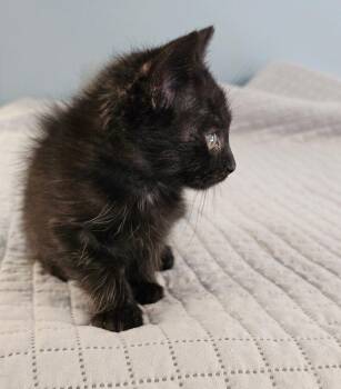 Iris -  Domestic Short Hair Cat for Adoption in Lovingston, Virginia - Iris | PetCurious