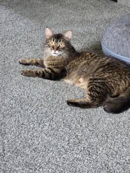 Song -  Domestic Medium Hair Cat for Adoption in Metamora, Illinois - Song | PetCurious