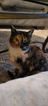 Rescue Domestic Long Hair Cats for Adoption in Wasilla, Alaska - Cali | PetCurious