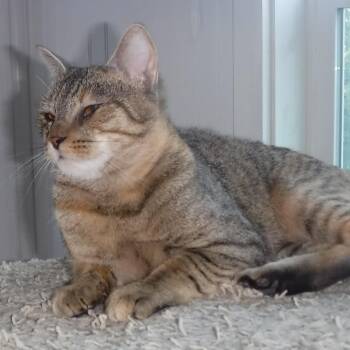 Janis - Timid but Loving -  Torbie Cat for Adoption in Hoquiam, Washington - Janis - Timid But Loving | PetCurious