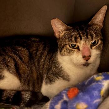 American Shorthair Cats Available for Adoption in Long Beach, California - Mama | PetCurious