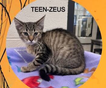 Rescue Domestic Short Hair Cats for Adoption in Dalton, Georgia - Zeus | PetCurious
