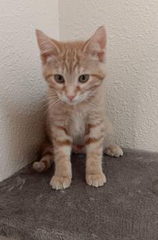 Rescue Domestic Short Hair Cats for Adoption in Red Wing, Minnesota - Curly Fry | PetCurious