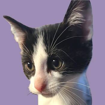 Rescue Domestic Short Hair Cats for Adoption in Savannah, Georgia - Lily | PetCurious