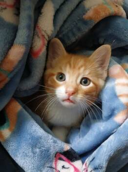 Cream Soda -  Domestic Short Hair Cat for Adoption in Van Wert, Ohio - Cream Soda | PetCurious