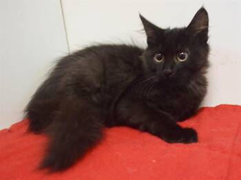 SHAUNA -  Domestic Medium Hair Cat for Adoption in Sacramento, California - SHAUNA | PetCurious