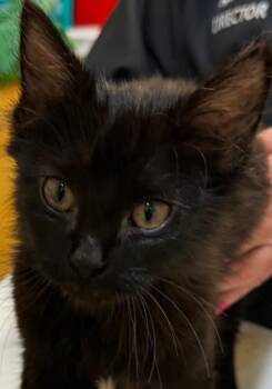 NINJA -  Domestic Long Hair Cat for Adoption in Elizabethton, Tennessee - NINJA | PetCurious