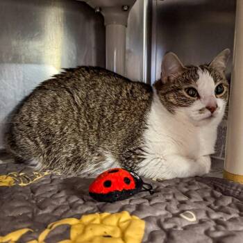 Anna -  Domestic Short Hair Cat for Adoption in Kennebunk, Maine - Anna | PetCurious
