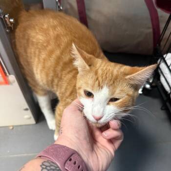 Jimmy Shorts -  Domestic Short Hair Cat for Adoption in Troy, Virginia - Jimmy Shorts | PetCurious