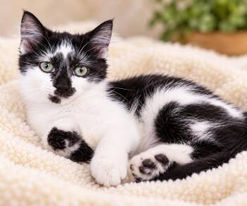 Miss Kyle -  Domestic Short Hair Cat for Adoption in Kansas City, Missouri - Miss Kyle | PetCurious