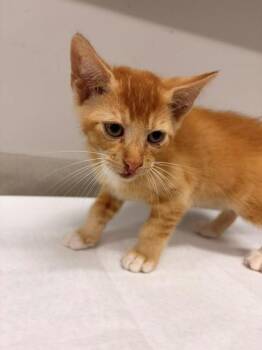 PUNCHY -  Domestic Short Hair Cat for Adoption in Baytown, Texas - PUNCHY | PetCurious