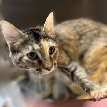 Rescue Domestic Medium Hair Cats for Adoption in Springfield, Illinois - Ambrose | PetCurious
