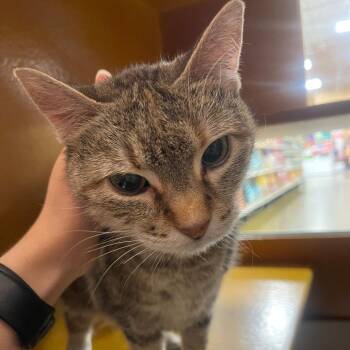 Bella -  Domestic Short Hair Cat for Adoption in Cumming, Georgia - Bella | PetCurious