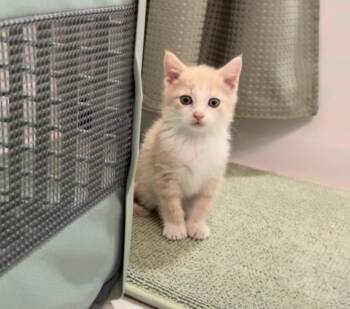 Rescue American Shorthair Cats for Adoption in Richmond, Virginia - Larry | PetCurious