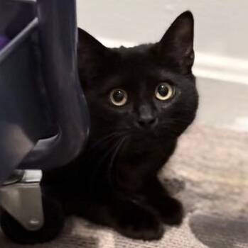 Domestic Short Hair Cats Available for Adoption - Venus - People Lover And Full Of Personality | PetCurious