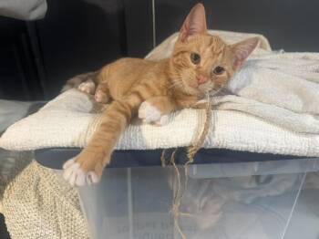 Tasha -  Domestic Short Hair Cat for Adoption in Jersey City, New Jersey - Tasha | PetCurious