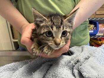BRIANNA -  Domestic Short Hair Cat for Adoption in Kent, Washington - BRIANNA | PetCurious