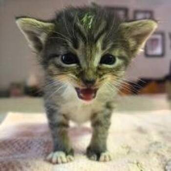 Feta- yellow -  Domestic Short Hair Cat for Adoption in West Palm Beach, Florida - Feta- Yellow | PetCurious