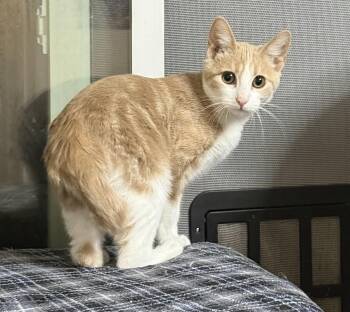 Amber -  Tabby Cat for Adoption in Oakley, California - Amber | PetCurious