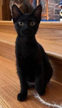 Susannah -  Domestic Short Hair Cat for Adoption in Fort Collins, Colorado - Susannah | PetCurious