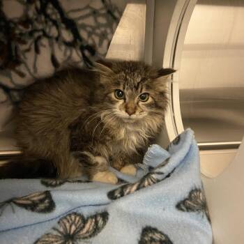 Ella -  Domestic Long Hair Cat for Adoption in Council Bluffs, Iowa - Ella | PetCurious