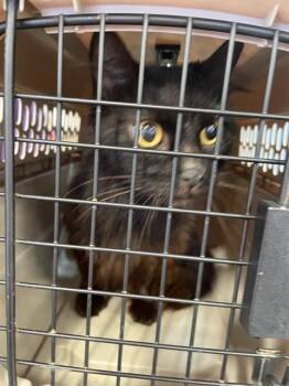 Domestic Short Hair Cats Available for Adoption in Palmetto, Florida - SYBIL | PetCurious