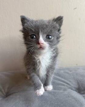 Domestic Short Hair Cats Available for Adoption in Westland, Michigan - Dust Mite | PetCurious