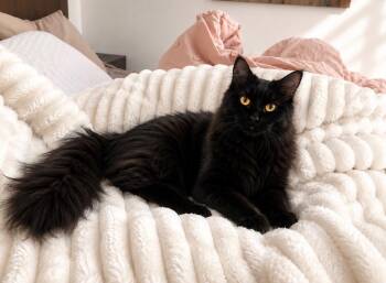 Noelle -  Domestic Medium Hair Cat for Adoption in Calgary, Alberta - Noelle | PetCurious