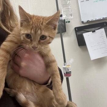 Domestic Short Hair Cats Available for Adoption - Bears | PetCurious