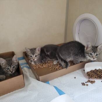 Rescue Domestic Short Hair Cats for Adoption in Westminster, California - Duck-Duck-Goose | PetCurious