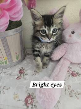 Bright eyes -  Tabby and Domestic Long Hair Cat for Adoption in Redondo Beach, California - Bright Eyes | PetCurious