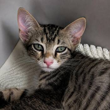 Hans -  Domestic Short Hair Cat for Adoption in Austin, Texas - Hans | PetCurious