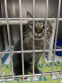 Rescue Domestic Medium Hair and Domestic Short Hair Cats for Adoption in Houston, Texas - Uchi | PetCurious