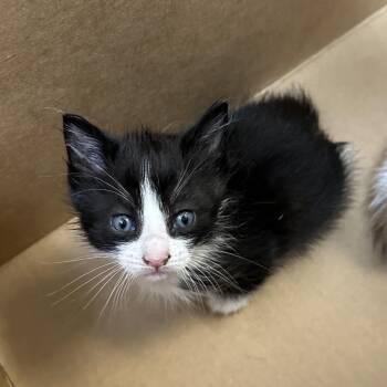 Buzz Lightyear -  Domestic Short Hair Cat for Adoption in Philadelphia, Pennsylvania - Buzz Lightyear | PetCurious