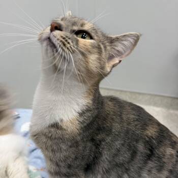 Mamma Kitty -  Domestic Short Hair Cat for Adoption in Cooperstown, New York - Mamma Kitty | PetCurious