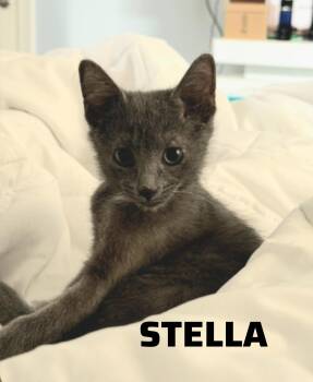 Russian Blue and Domestic Short Hair Cats Available for Adoption in Shrewsbury, Massachusetts - Stella | PetCurious
