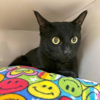 Taro -  Domestic Short Hair Cat for Adoption in Redwood City, California - Taro | PetCurious