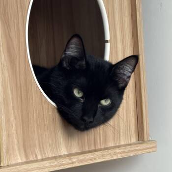 Elvis -  American Shorthair Cat for Adoption in Hull, Massachusetts - Elvis | PetCurious