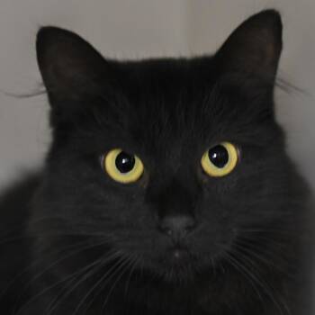 Eris -  Domestic Medium Hair Cat for Adoption in Redwood City, California - Eris | PetCurious