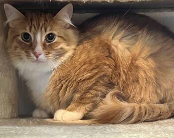 Theodore -  Domestic Medium Hair Cat Available for Adoption in Mcpherson, Kansas - Theodore | PetCurious