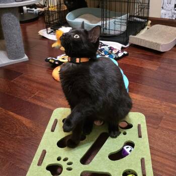 Domestic Short Hair Cats Available for Adoption - Hummus | PetCurious