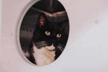 Domestic Short Hair Cats Available for Adoption - 91410A Bluestar | PetCurious