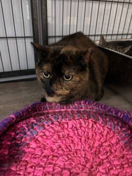 Rescue Domestic Short Hair Cats for Adoption in Algona, Iowa - DONNA | PetCurious