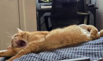 Hopper -  Domestic Short Hair Cat for Adoption in Wilmington, North Carolina - Hopper | PetCurious