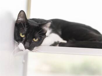 TOBY -  Domestic Short Hair Cat for Adoption in Phoenix, Arizona - TOBY | PetCurious